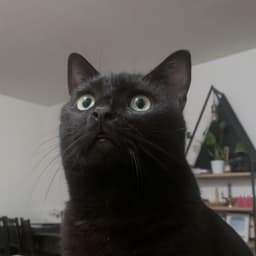 Tofu, my cat